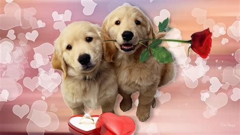 Puppy Love brabet
